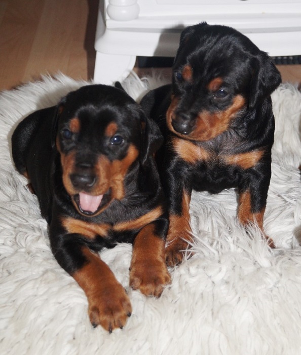 Pinscher * Xélanc Beauty B kull 4 veckor